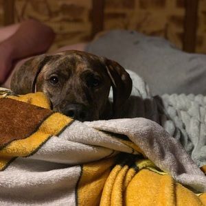 Meet your Posher, Casey